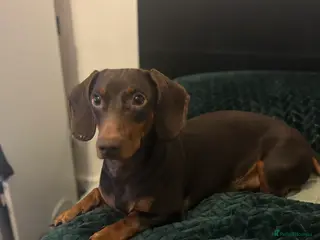 Dachshund dogs Lovely Dachshund Boy in Birmingham - Advert 1