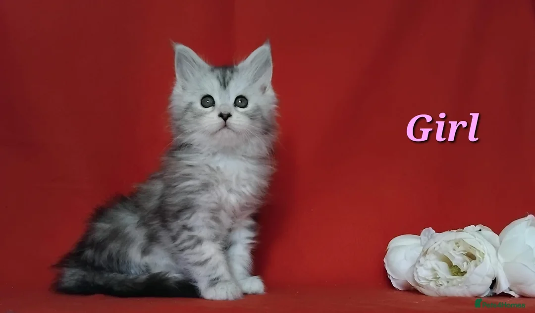 Maine Coon cats for sale: Pure Maine Coons Kittens For Sale - Advert 21