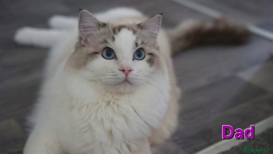 Ragdoll cats 💕GCCF registered ragdoll kittens💕 - Advert 2