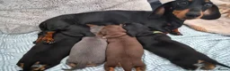Miniature Dachshund dogs for sale: 3 beautiful male miniature daschunds avaliabke in Plymouth - Advert 1