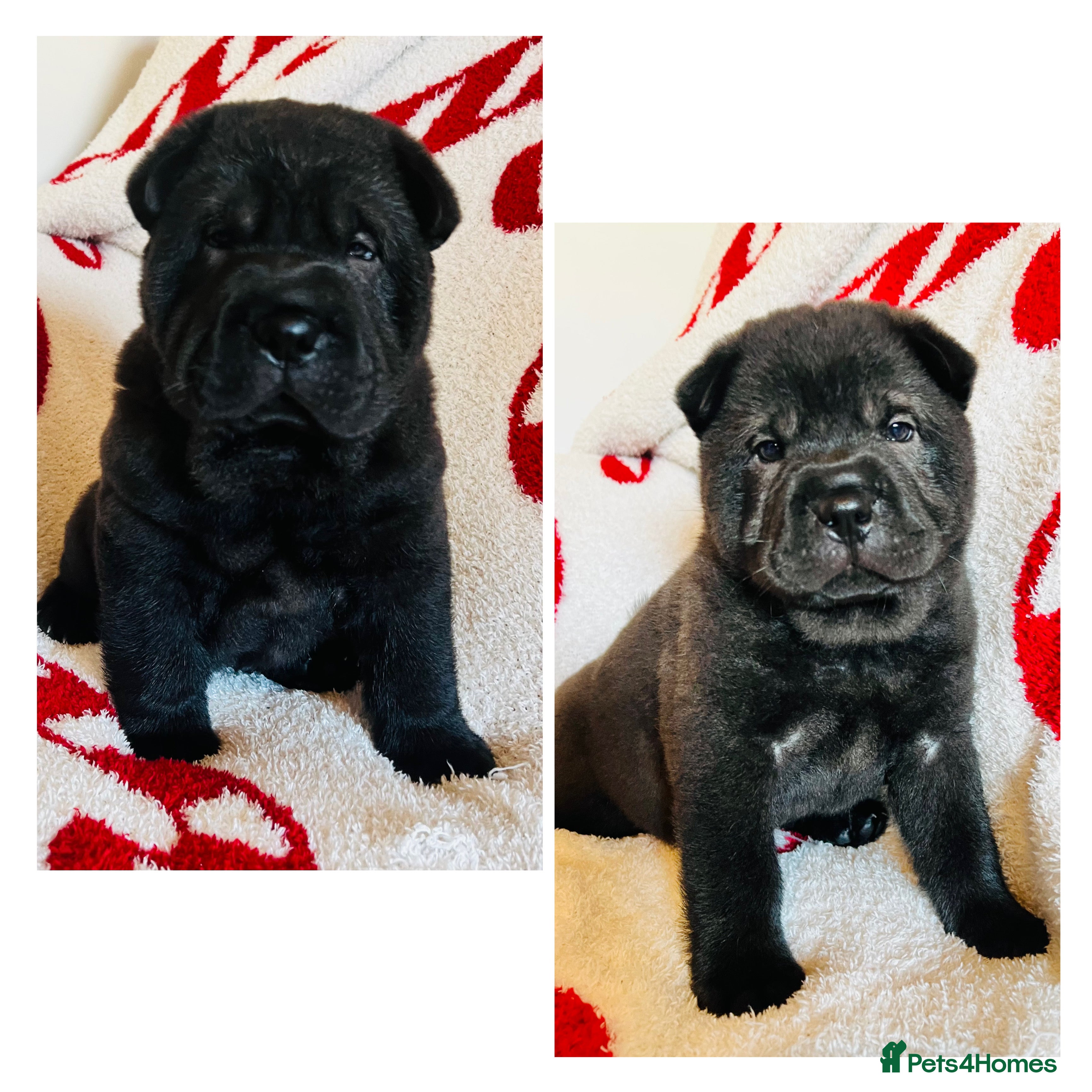 Mixed Breed dogs ChowPei Pups  - Advert 3