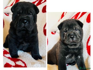 Mixed Breed dogs ChowPei Pups - Advert 9