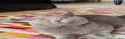 British Shorthair cats for sale: British Shorthairs 2 boys 1 girl - Advert 22