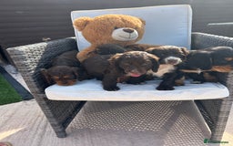 Cocker Spaniel dogs for sale: Miniature working Cocker spaniel puppies for sale - Image 24