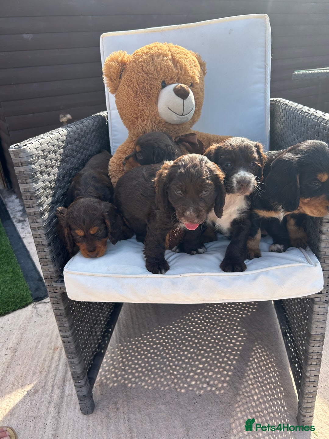 Cocker Spaniel dogs for sale: Miniature working Cocker spaniel puppies for sale - Image 24