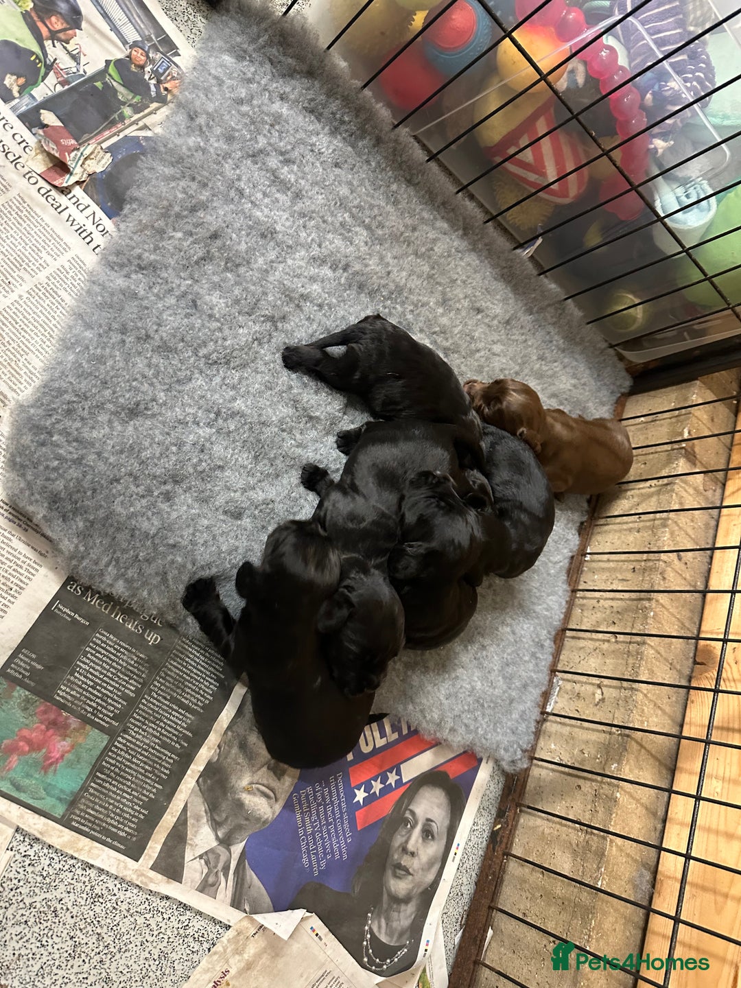 Cocker Spaniel dogs for sale: Kc reg Cocker pups. Black/choc Ready from 20 dec  - Image 3