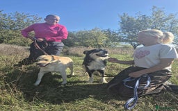 Golden Retriever dogs for adoption: Twinkie - Norwich Norfolk  - Advert 5