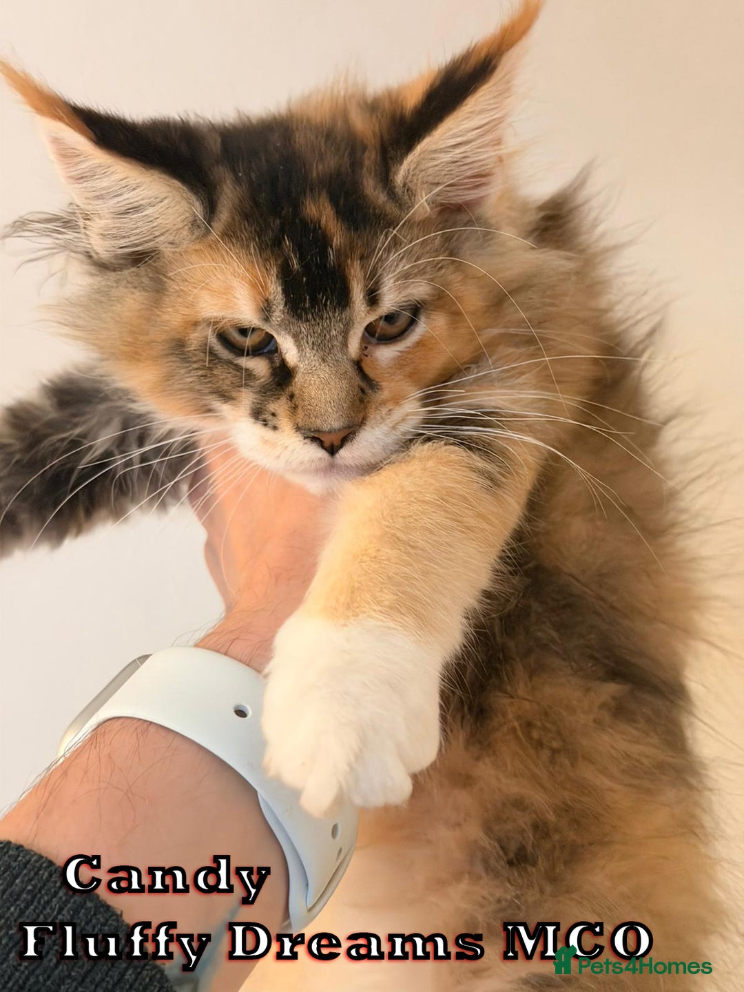 Maine Coon cats for sale: Fluffy Maine Coons 3 girls 1 boy active/non-active - Image 8