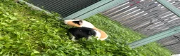 Guinea Pig rodents for sale: Two male guinea pigs  - Advert 5