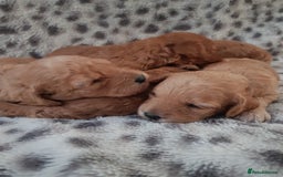 Cavapoo dogs for sale: 🧡 FABULOUS F1B CAVAPOO PUPPIES 🧡 - Image 1