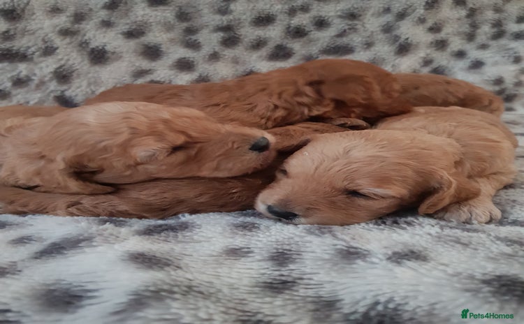 Cavapoo dogs - Advert 3
