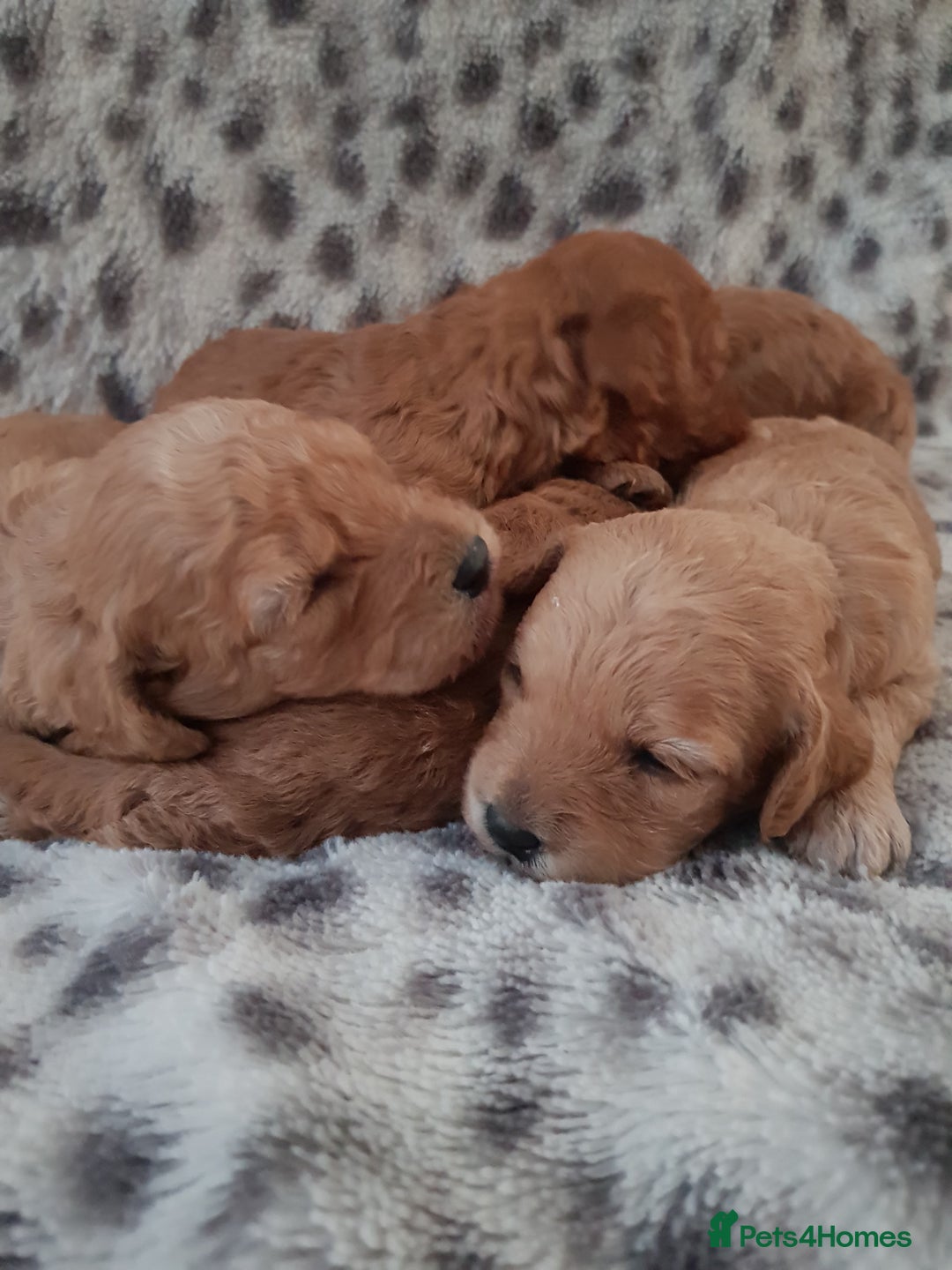 Cavapoo dogs for sale: 🧡 FABULOUS F1B CAVAPOO PUPPIES 🧡 - Image 1
