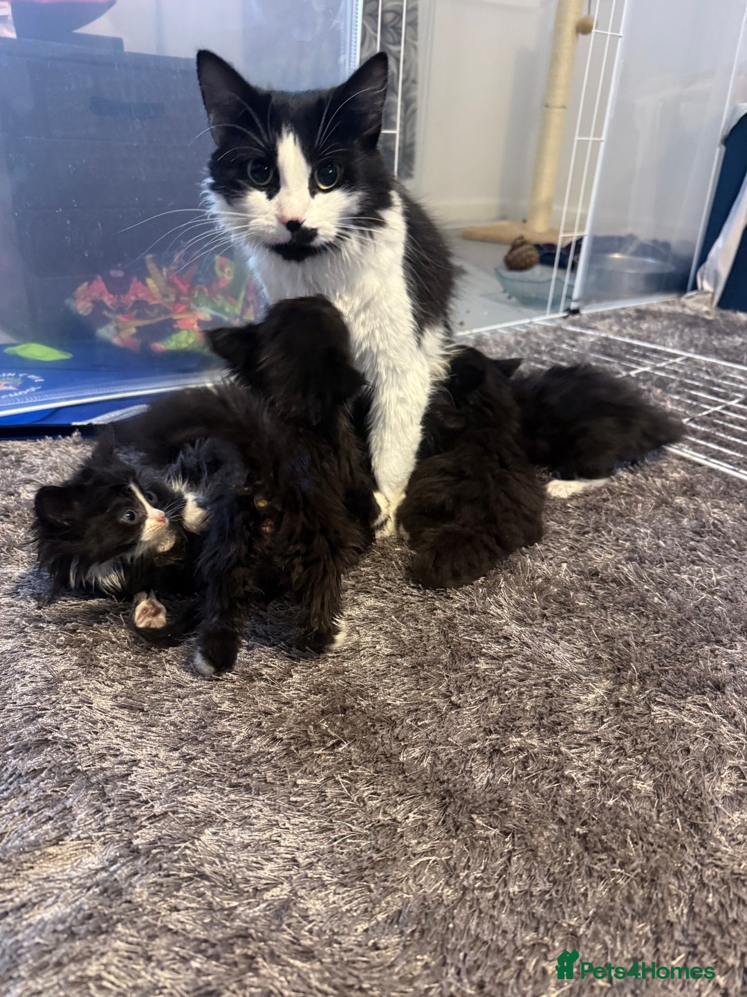 British Longhair cats for sale: X6 long for tuxedo babies - Advert 1