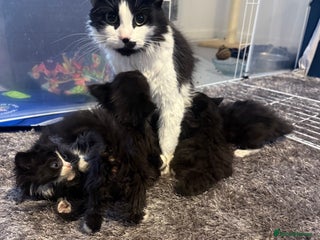 British Longhair cats for sale: X6 long for tuxedo babies - Advert 1