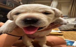 Labrador Retriever dogs for sale: English yellow Labradors  - Image 16