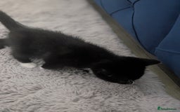 Mixed Breed cats for sale: Cute kittens for sale  - Image 8