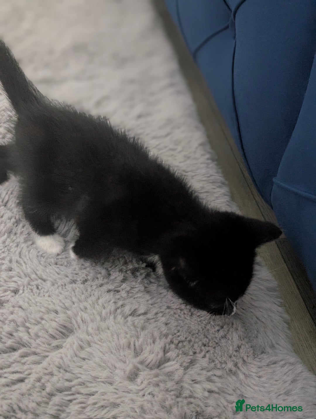 Mixed Breed cats for sale: Cute kittens for sale  - Image 8