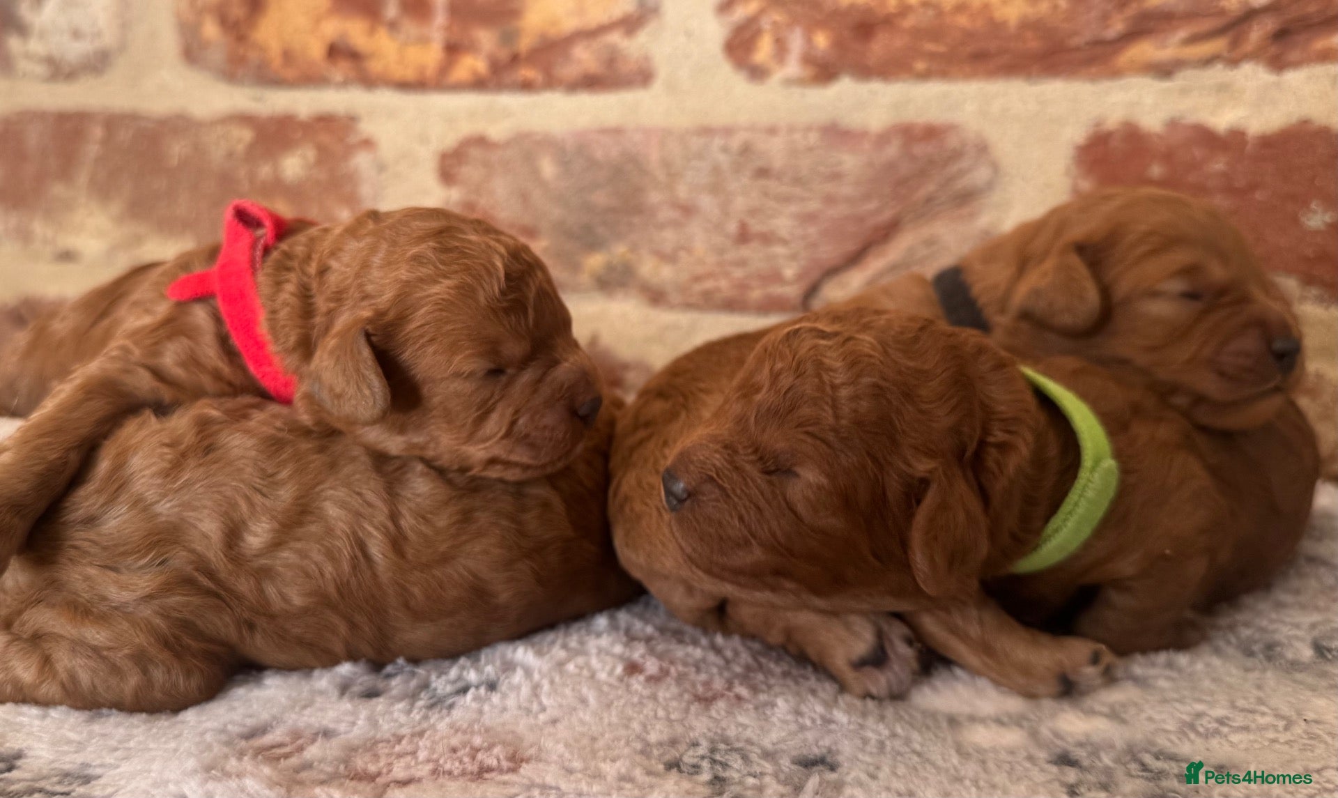 Cavapoo dogs F1b males 🐾 - Advert 1