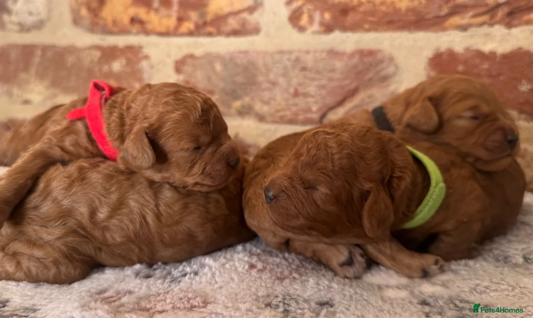Cavapoo dogs for sale: F1b males 🐾 - Advert 1