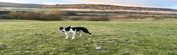Border Collie dogs for sale: Collie pups - Advert 2