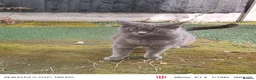 British Shorthair cats for sale: British short hair  - Advert 1