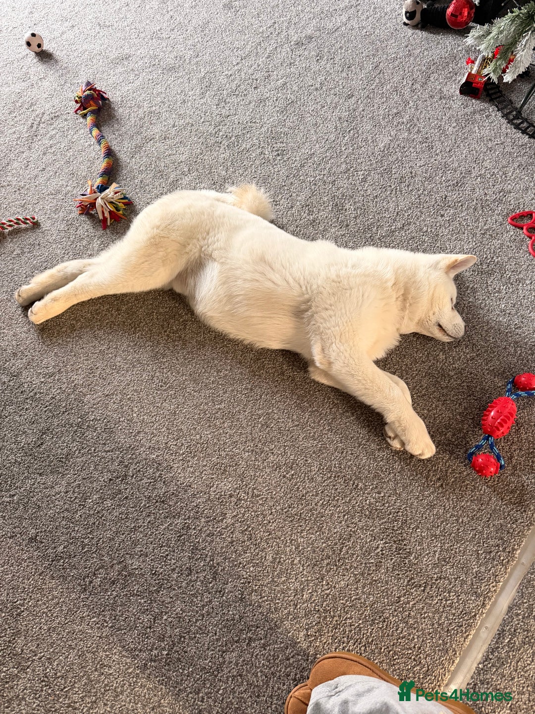 Akita dogs for sale: Hello, meet Hatchi - Advert 1