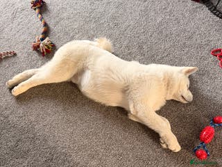 Akita dogs Hello, meet Hatchi - Advert 2