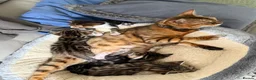 Mixed Breed cats for sale: Stunning bengal cross kittens - Advert 25