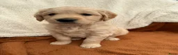 Golden Retriever dogs for sale: KC Registered Golden Retriever Puppies  in Tenterden - Advert 22