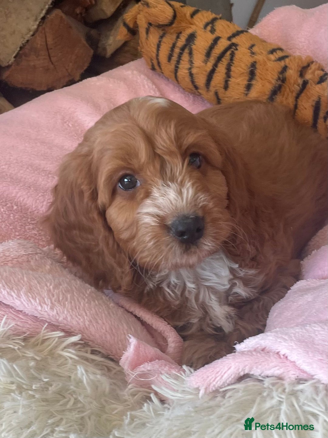 Cockapoo dogs for sale: F1 MINIATURE SHOW-LINE COCKAPOO PUPPIES   - Image 4