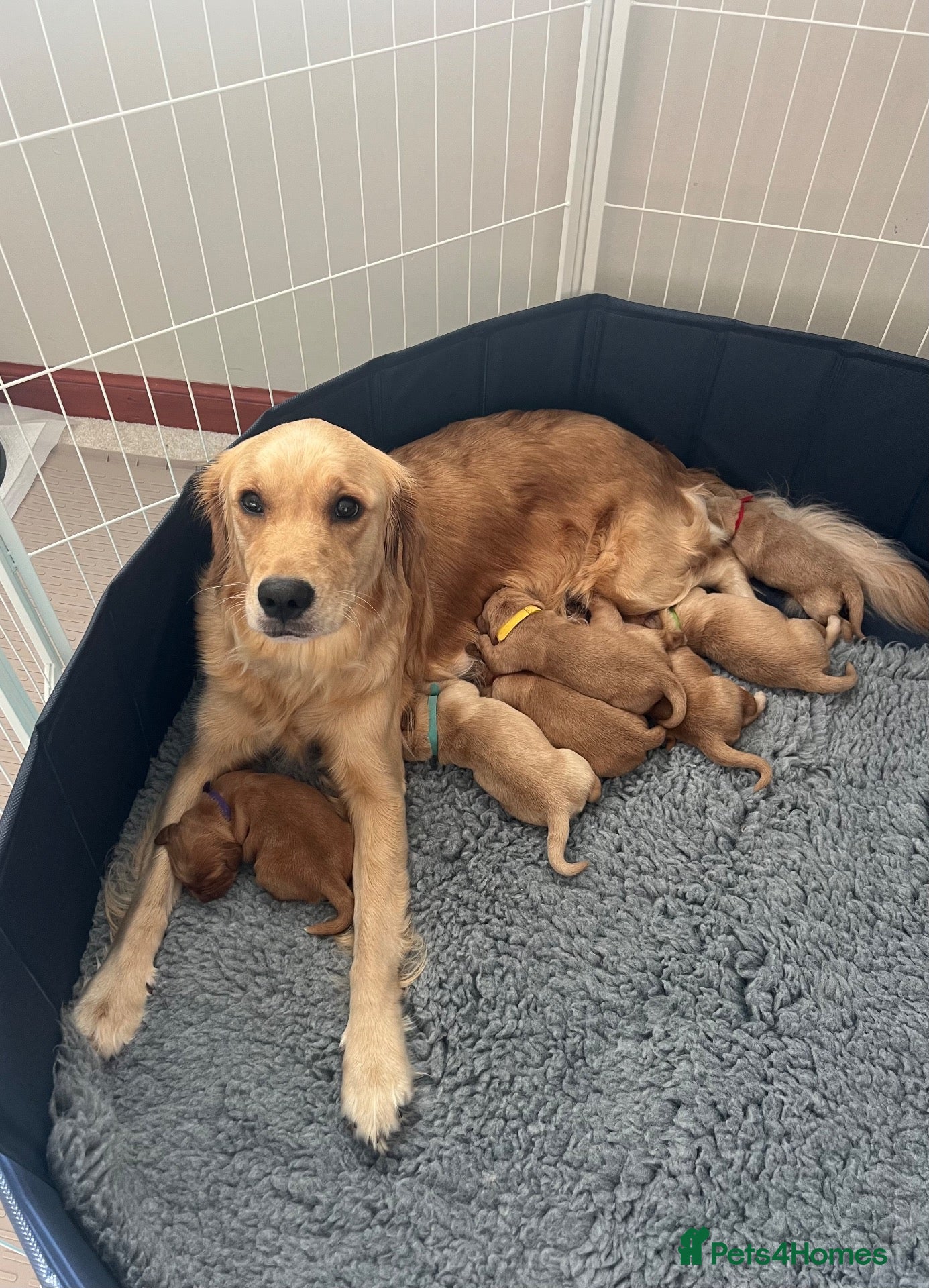 Golden Retriever dogs ✨EXCEPTIONAL KENNEL CLUB GOLDEN RETRIEVER PUPPIES✨ - Advert 2