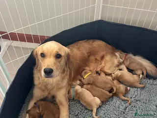 Golden Retriever dogs ✨EXCEPTIONAL KC GOLDEN RETRIEVER PUPPIES✨ - Advert 1