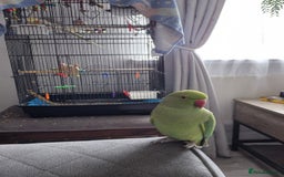 Ringnecks birds for sale: Indian ring neck parrot - Image 2