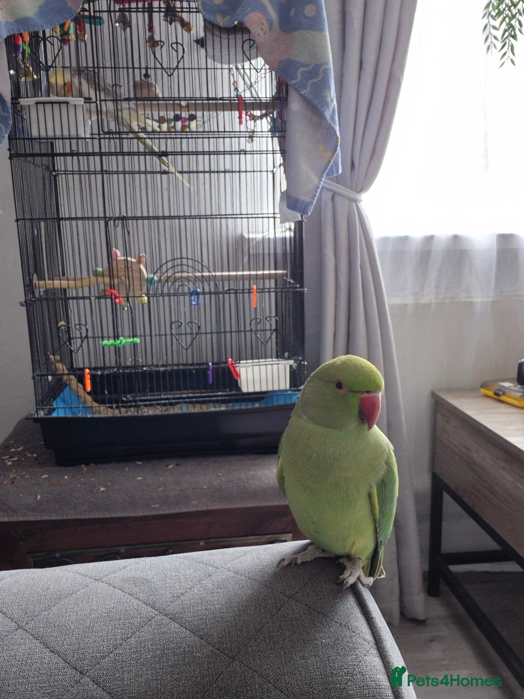 Ringnecks birds for sale: Indian ring neck parrot - Image 2