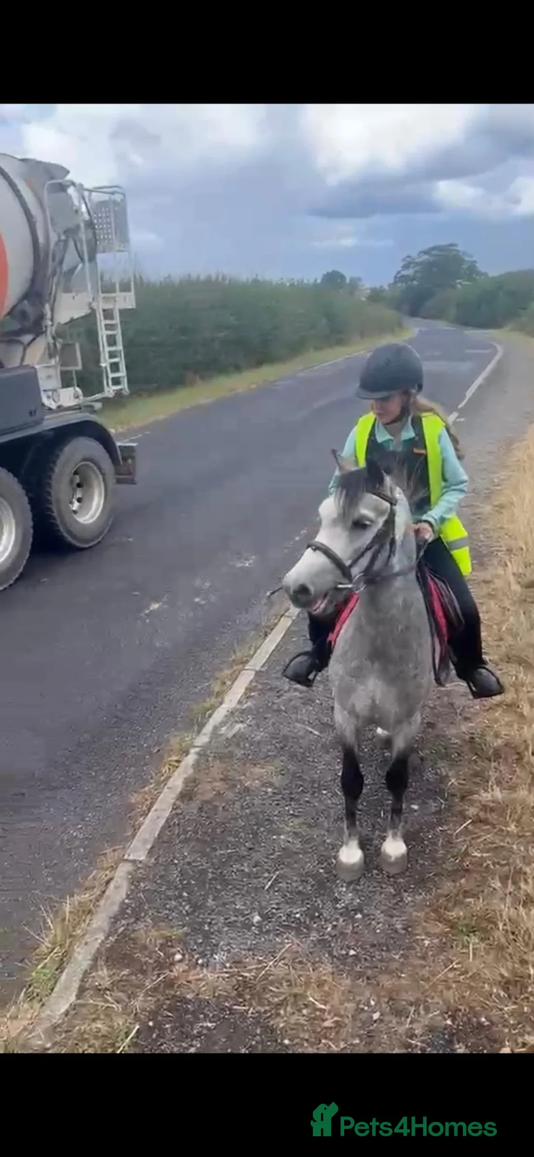 Welsh Section C horses for sale: I have available a lovely 12.2 welsh gelding - Advert 2