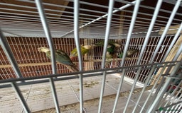 Conures birds for sale: Conures  - Image 7
