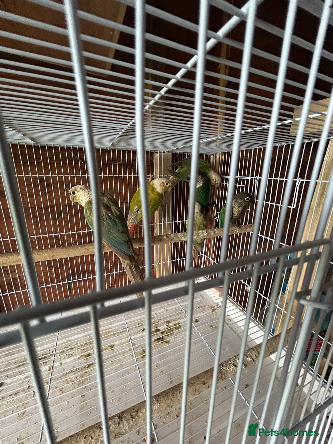 Conures birds for sale: Conures  - Image 7