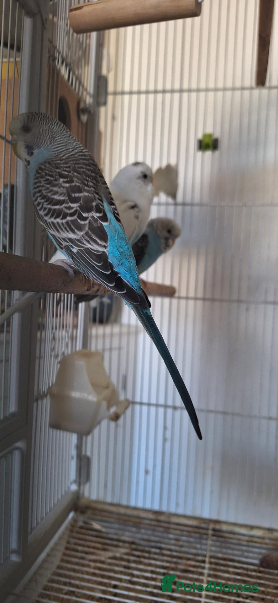 Budgerigars birds 4 Breeding pair of budgies and chicks - Advert 1