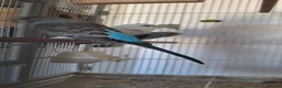 Budgerigars birds for sale: 4 Breeding pair of budgies and chicks in London - Advert 1