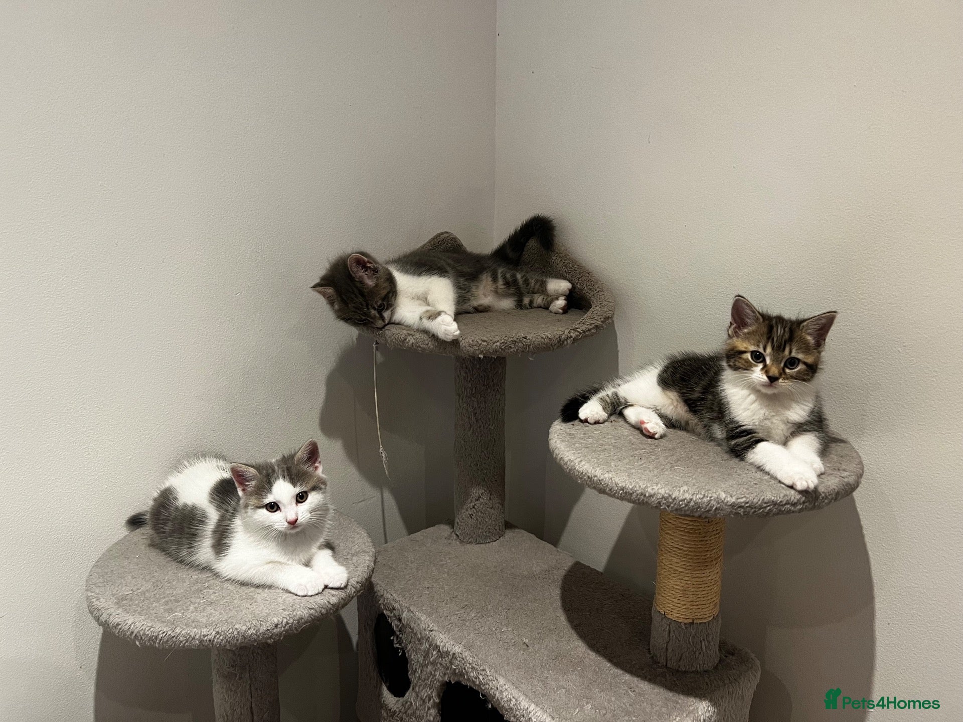 American Shorthair cats 3 Little Tabbies Looking for Their Forever Homes! - Advert 1