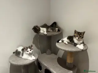 American Shorthair cats 3 Little Tabbies Looking for Their Forever Homes! - Advert 1