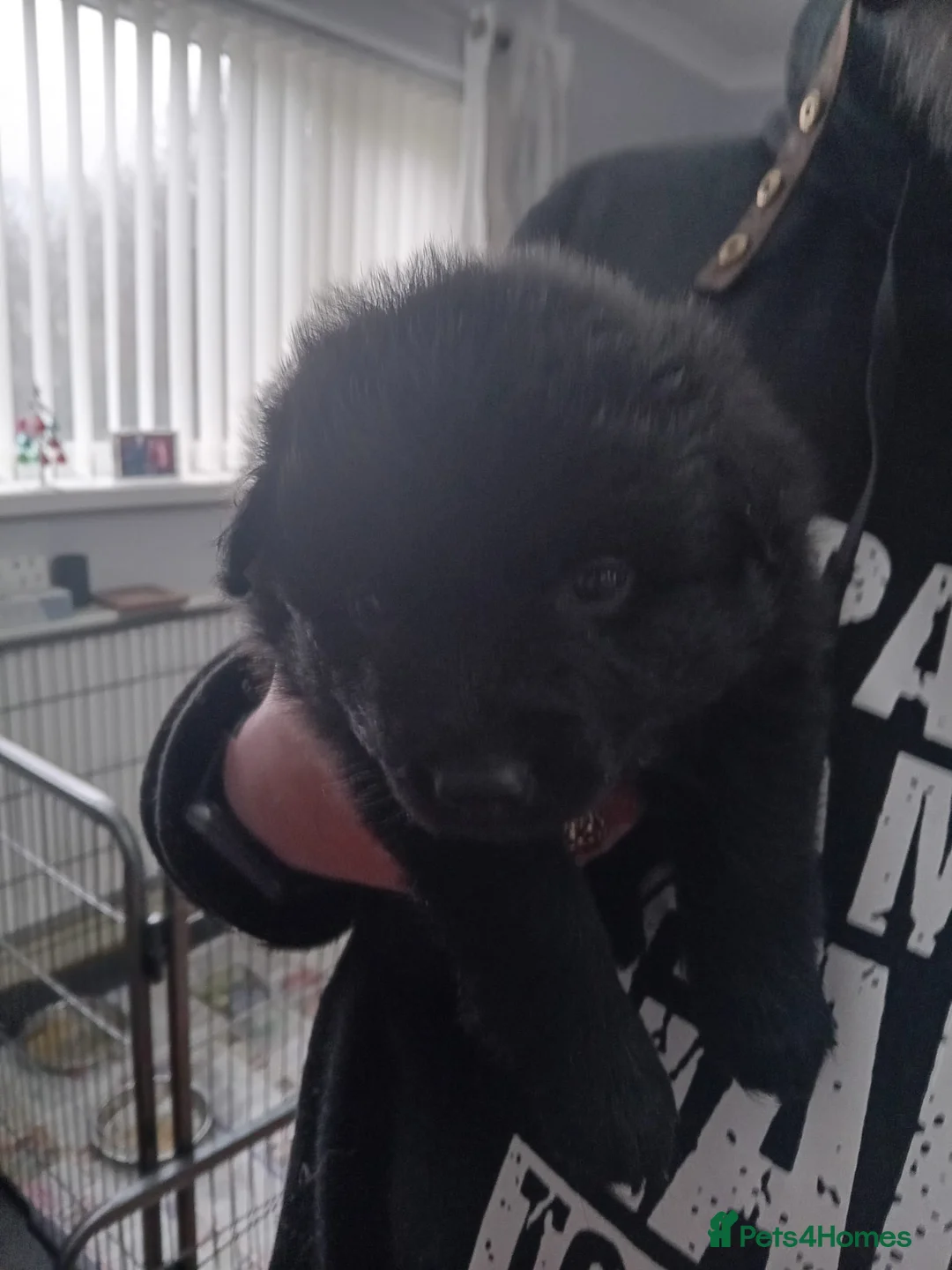 German Spitz dogs for sale: German spitz Mittel - Advert 7