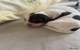 Cocker Spaniel dogs for sale: Healthy puppies - Image 5
