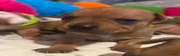Staffordshire Bull Terrier dogs for sale: KC Red Staffordshire Bull Terriers ❤️🏆🩸 - Advert 9