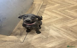 Weimaraner dogs for sale: 🐾 KC Weimaraners, ready now 🐾  - Advert 36