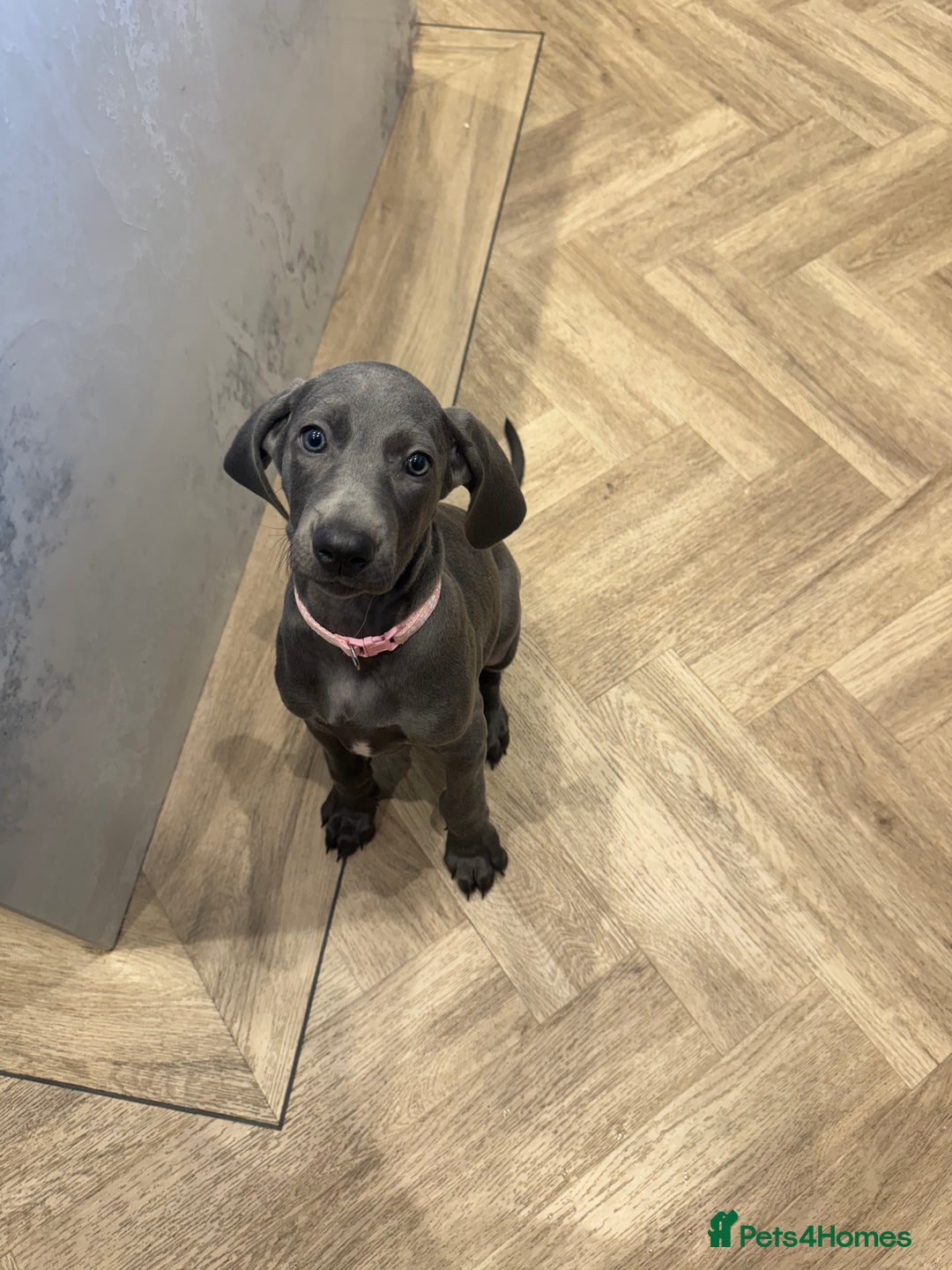 Weimaraner dogs for sale: 🐾 KC Weimaraners, ready now 🐾  - Advert 36