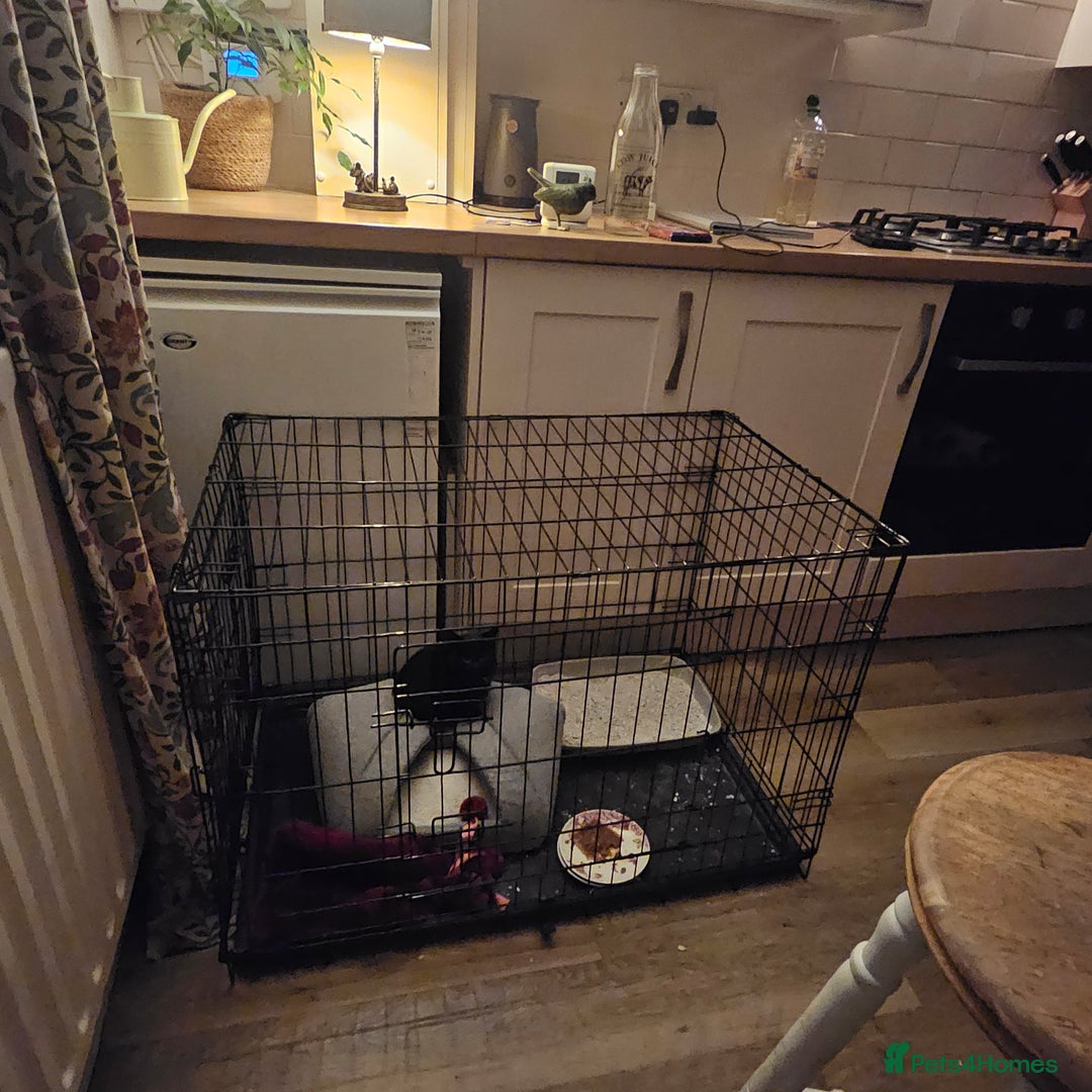 Mixed Breed cats for sale: Farm kitten Black 8 weeks old - Advert 4