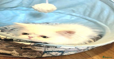 Persian cats - Advert 4