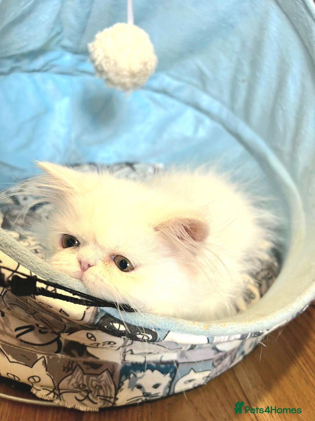 Persian cats for sale: Snow persian kitten  boy - Image 2