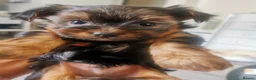 Yorkshire Terrier dogs for sale: for sale  - Advert 8